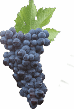 raisin-bordeaux